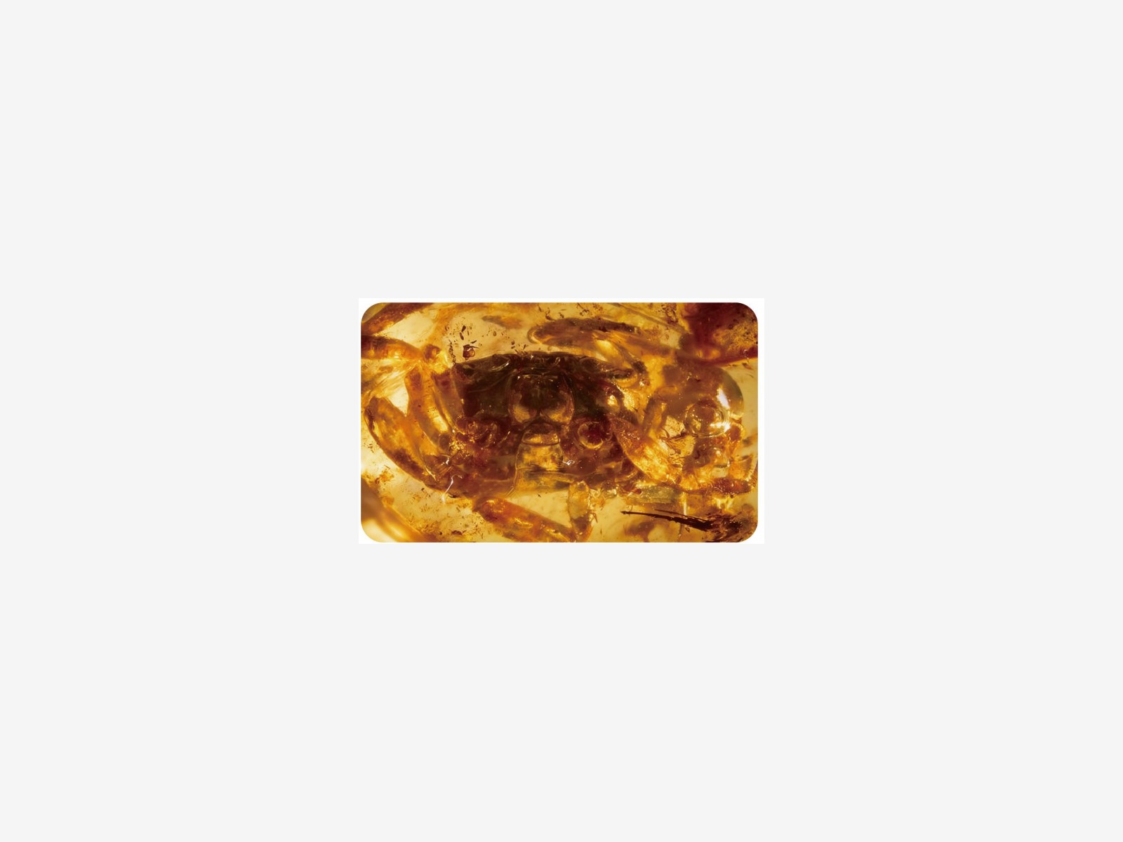 世界最大螃蟹琥珀