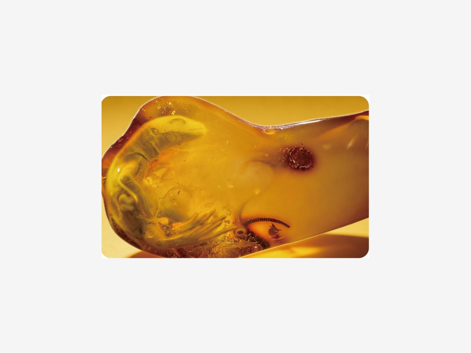 世界保存最完美蜥蜴琥珀